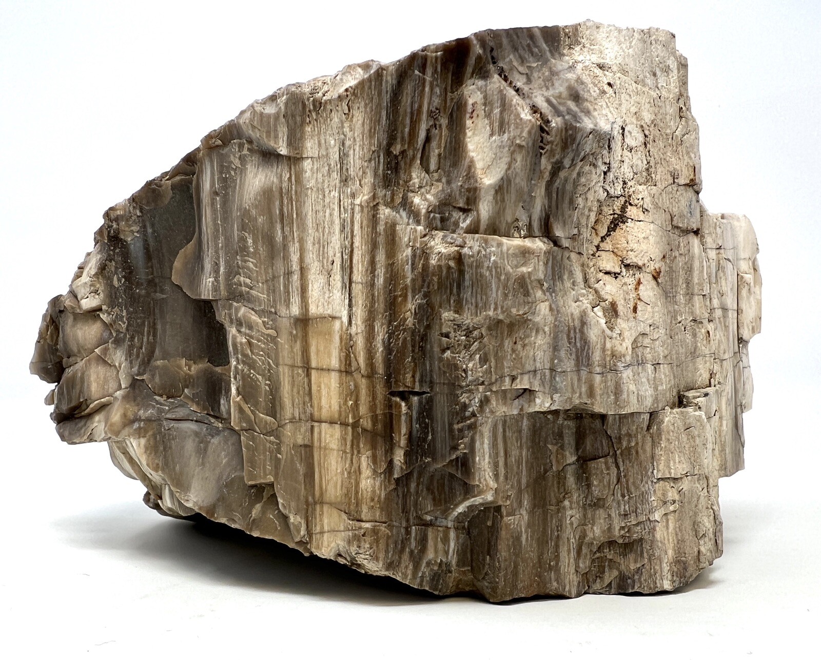 Loose Natural Stone – United States: Raw Petrified Wood 5lb 1oz RARE SPECIMEN