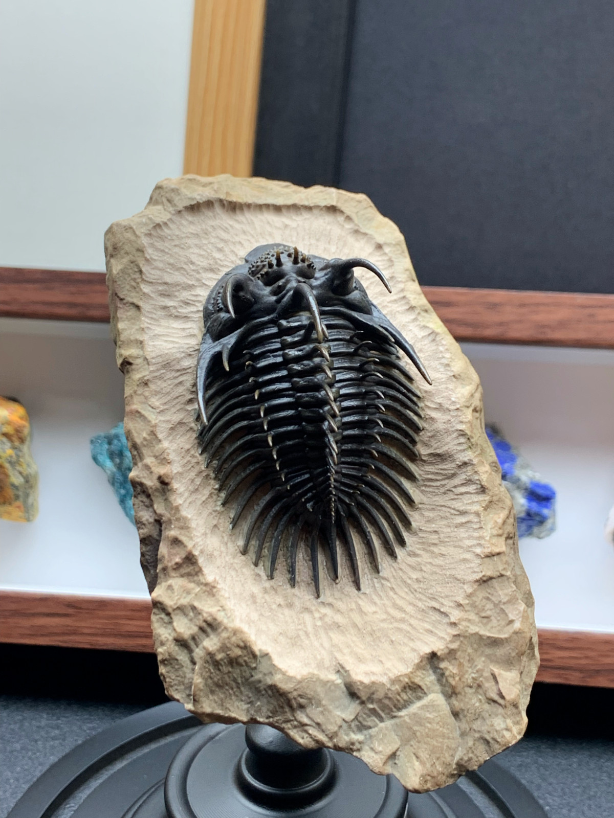 1:1 Comura Bullyneki Trilobite Resin Replica, Spiny Trilobite Fossil Display