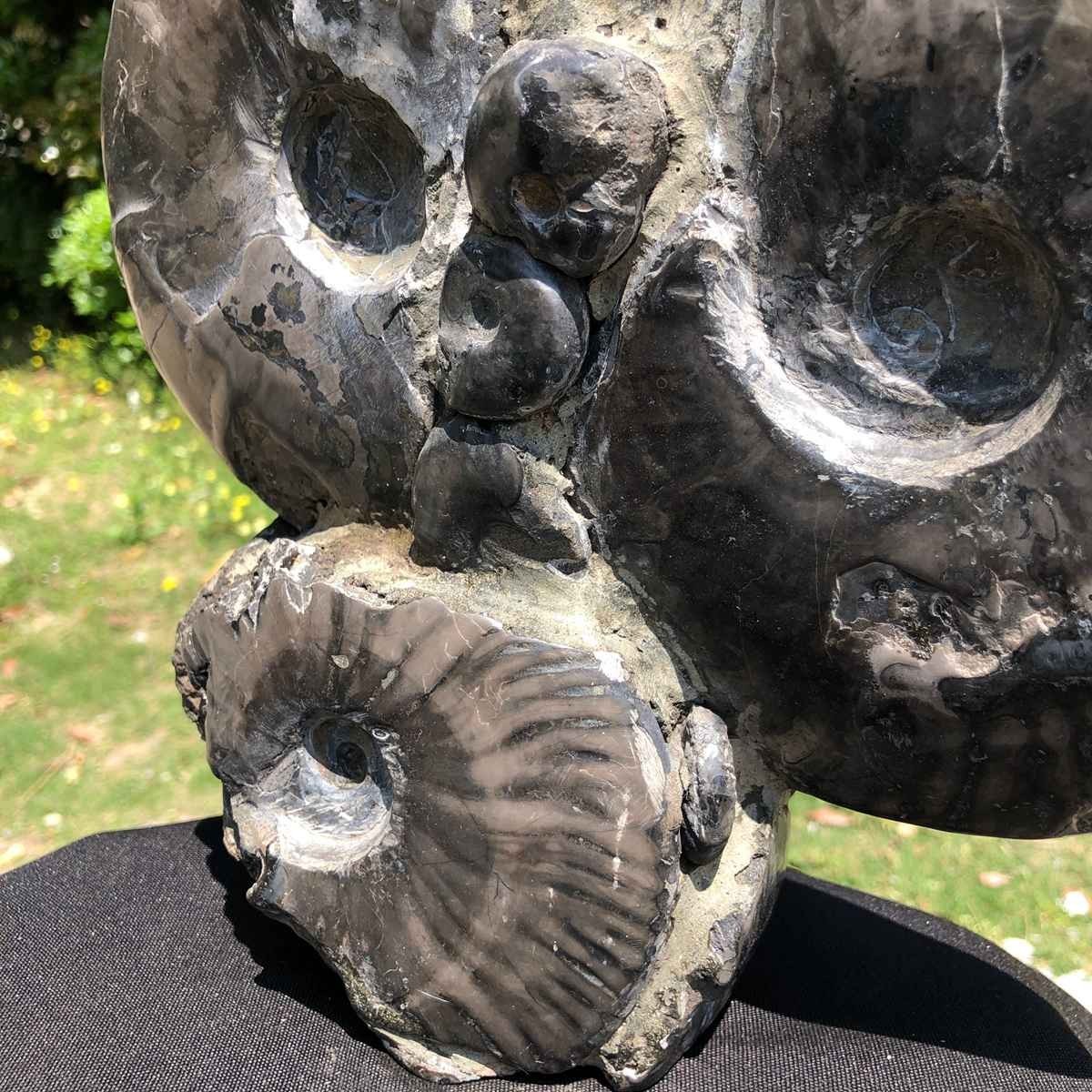 10.6LB Natural Beautiful Ammonite Fossil Conch Crystal Specimen Healing 5102