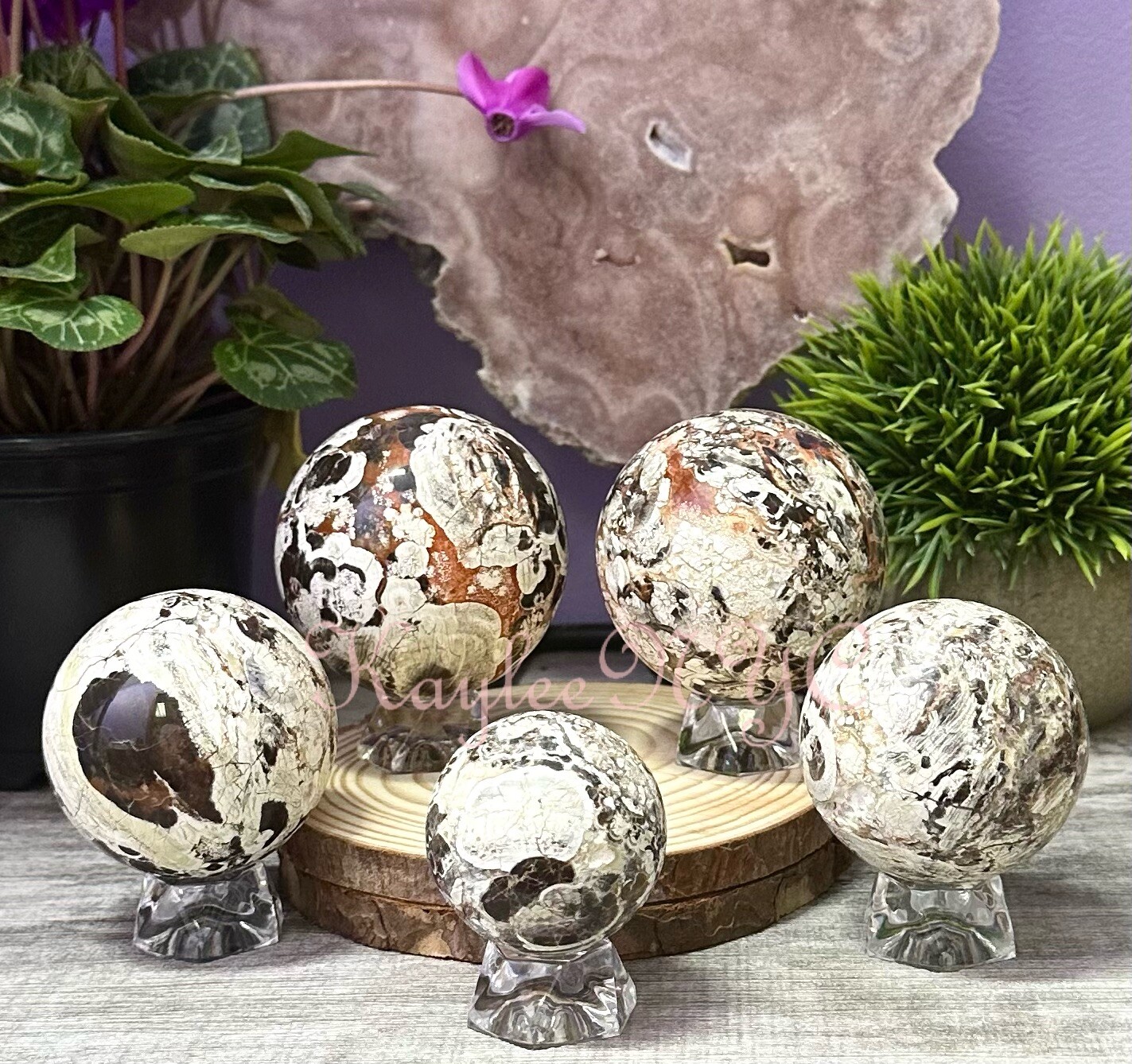 Wholesale Lot 4-5 Pcs Natural Money Agate Spheres Crystal Ball 2.8-3Lbs