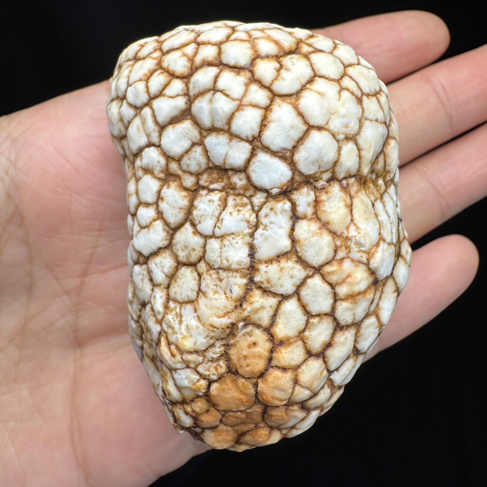 6cm/131g Raw African Tortoise Shell Pattern Gobi Stone-5180