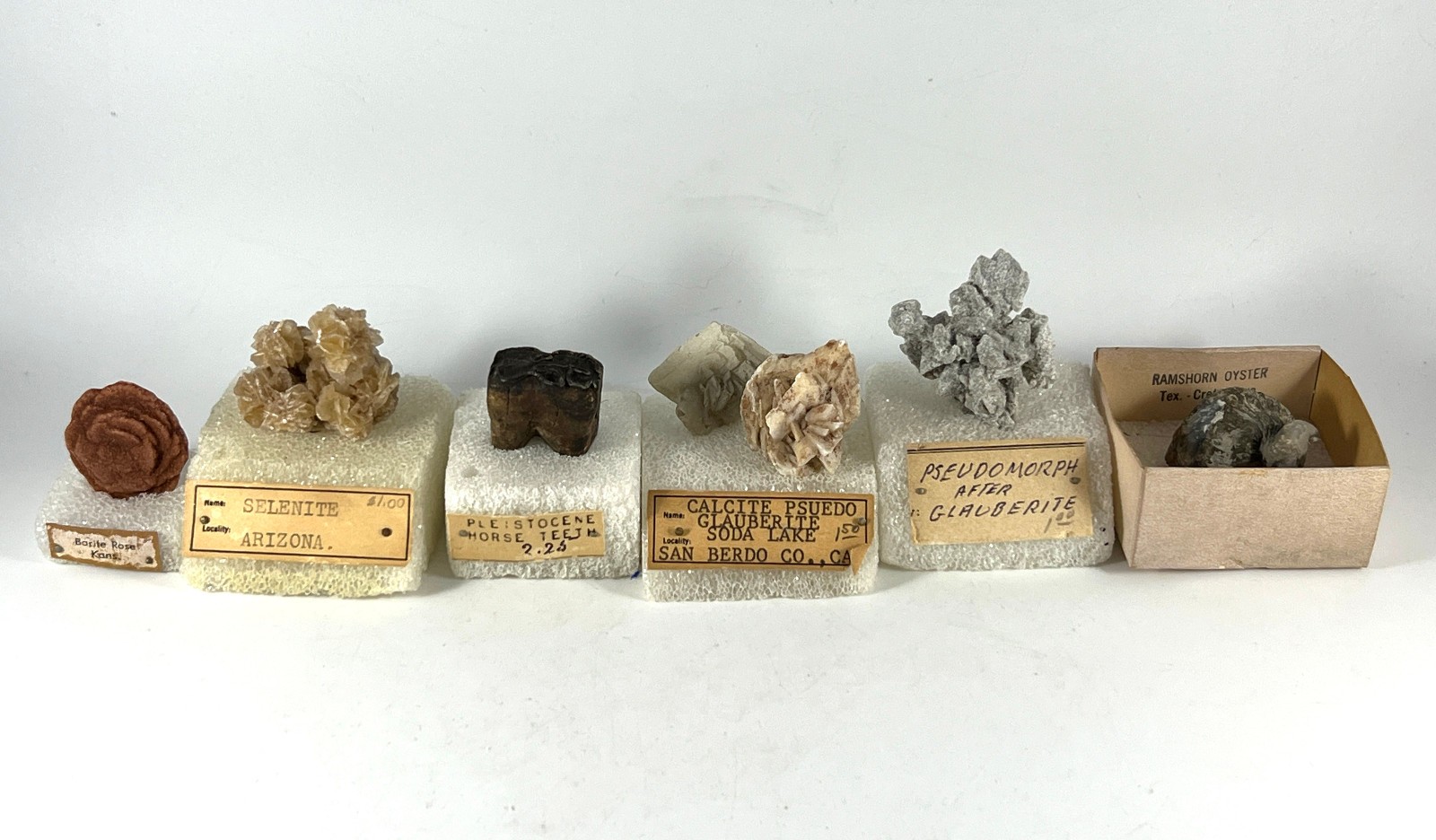 Lot of 6 VTG Mineral Rock Specimen Selenite Ram’s Horn Cal Ps Glb Horse Teeth