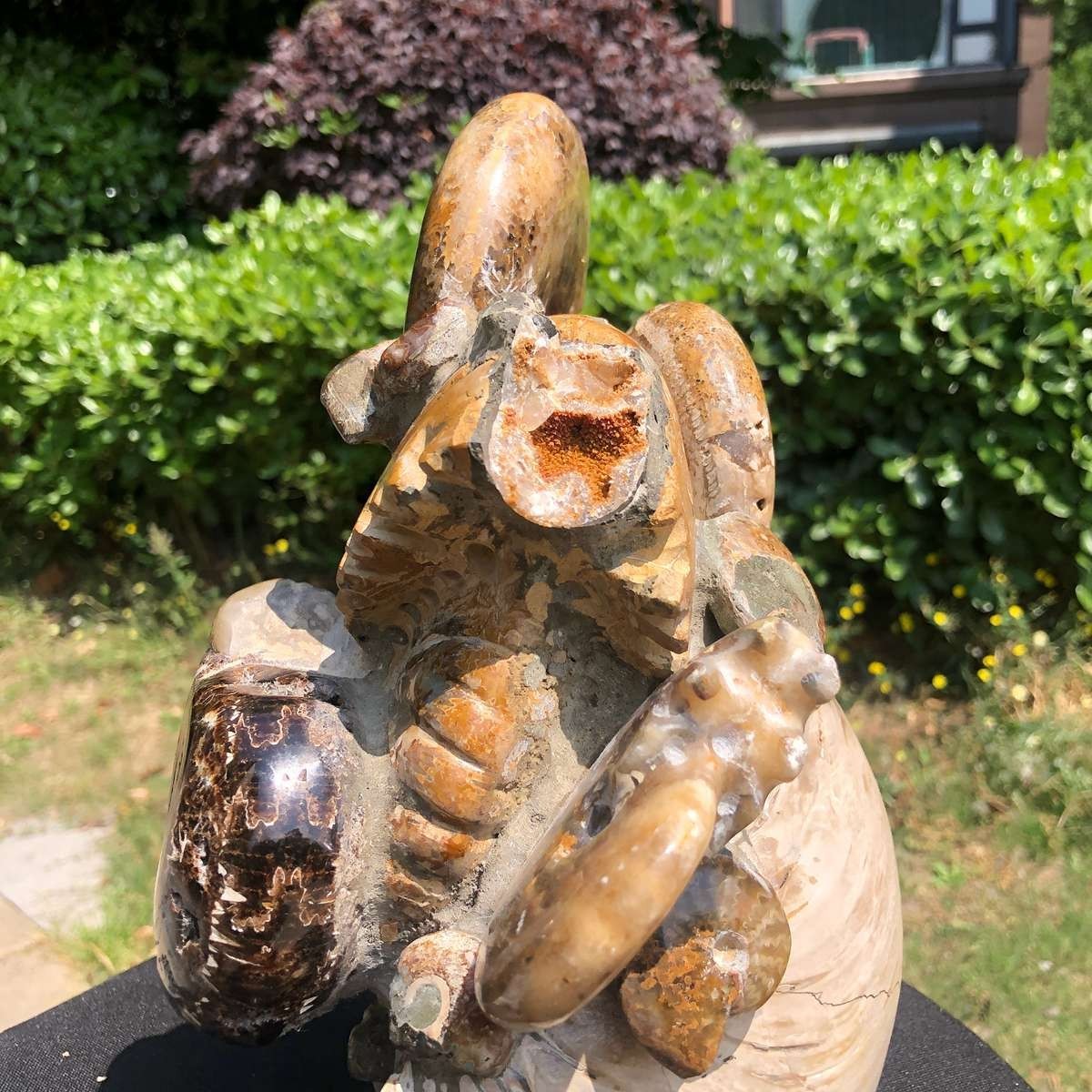 11.08LB Rarem Natural Tentacle Ammonite Fossil Specimen Shell Healing Madagas