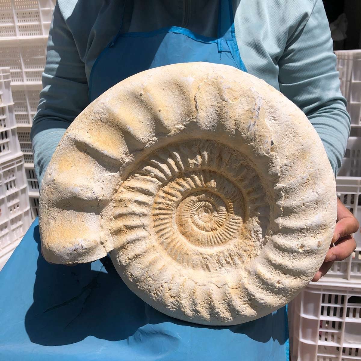 17.31LB Large Natural Beautiful Ammonite Fossil Conch Crystal Specimen Healing