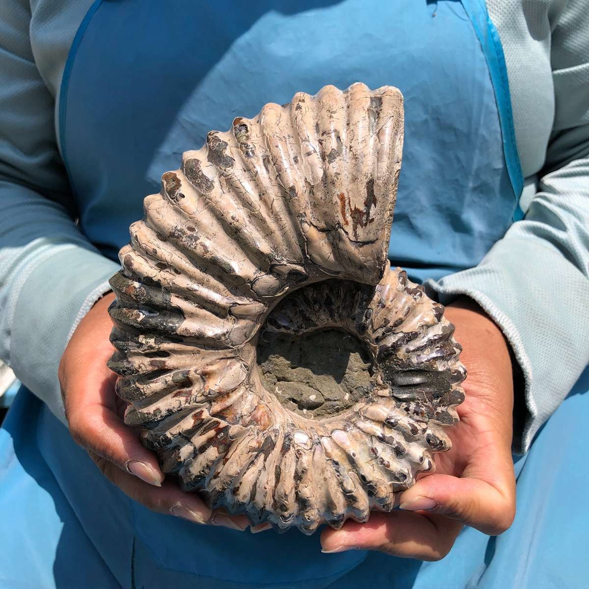 3.98LB Natural Beautiful Ammonite Fossil Conch Crystal Specimen Healing 5390