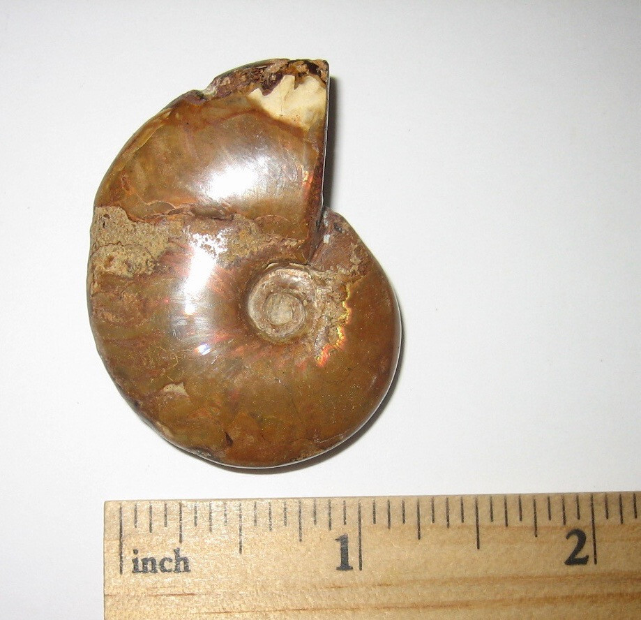1.6″ POLISHED NATURAL OPALIZED AMMONITE FOSSIL OCEAN SEA SHELL MADAGASCAR 21g *1