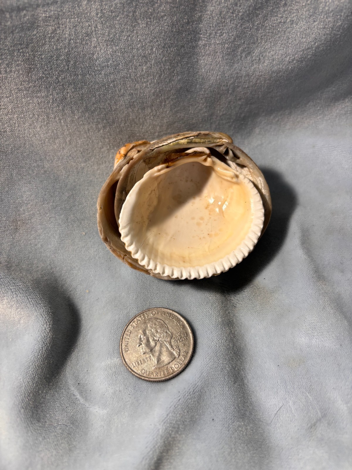 California Beach Shell Lot, Stackable Sea shells 63