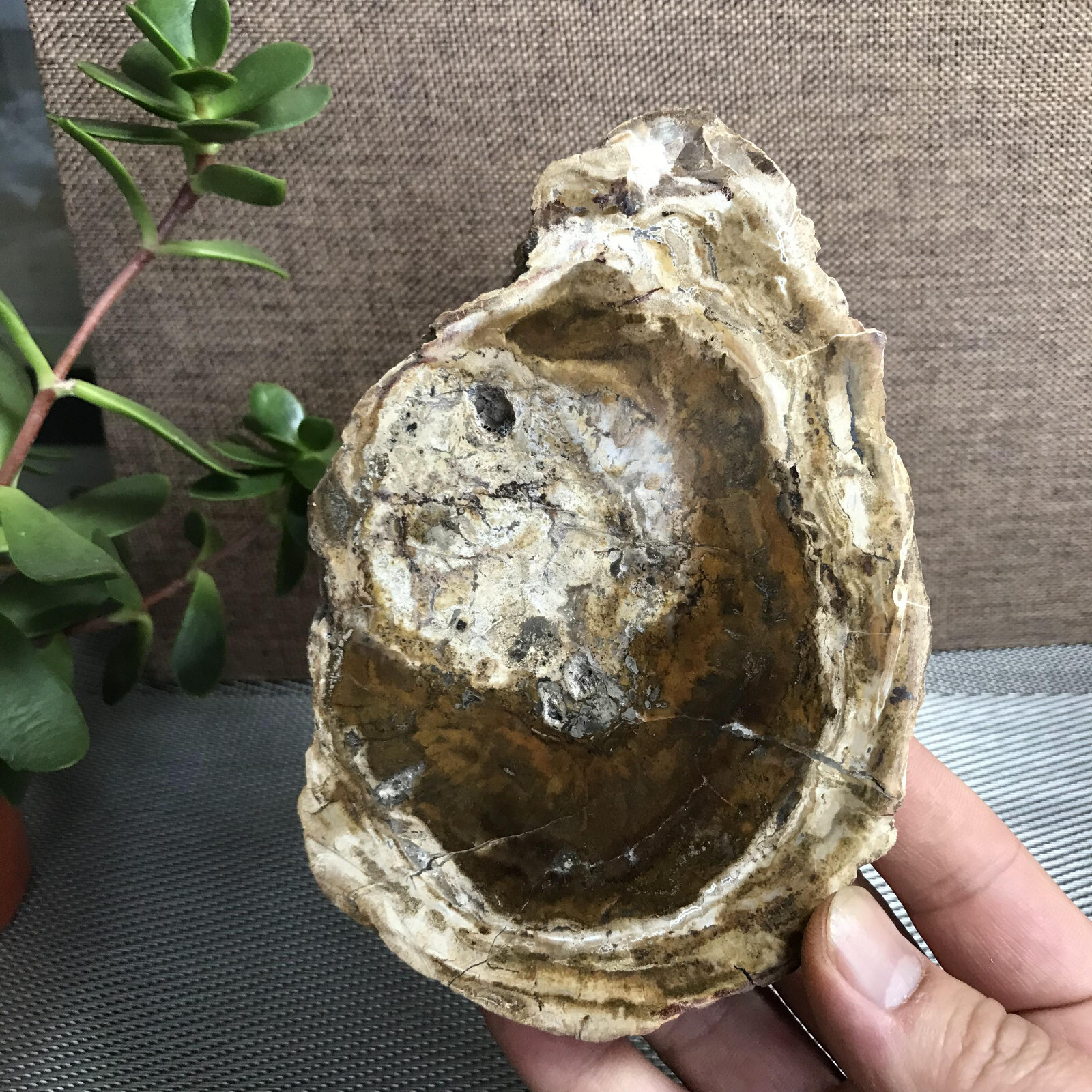 Top 148mm Natural Petrified Wood Crystal Rough Slice Madagascar 361g A1409