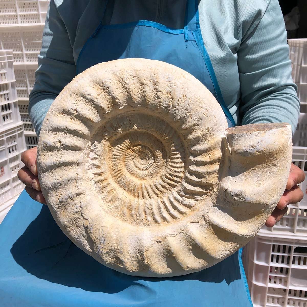 17.31LB Large Natural Beautiful Ammonite Fossil Conch Crystal Specimen Healing