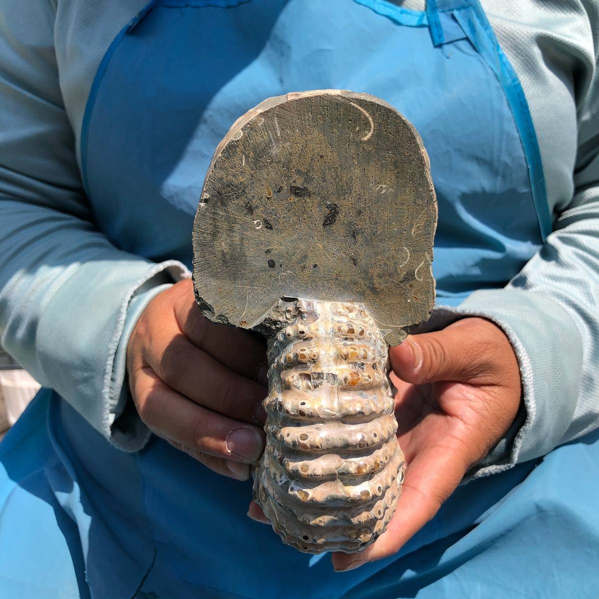 3.74LB Natural Beautiful Ammonite Fossil Conch Crystal Specimen Healing 5389