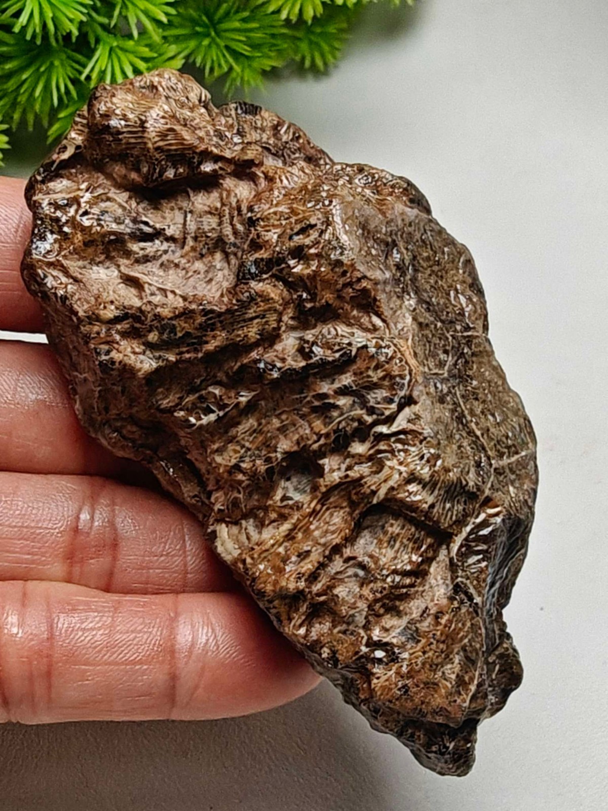 Rare China Inner Mongolia Gobi Eye Agate Stone Specimen 100% Natural Designer