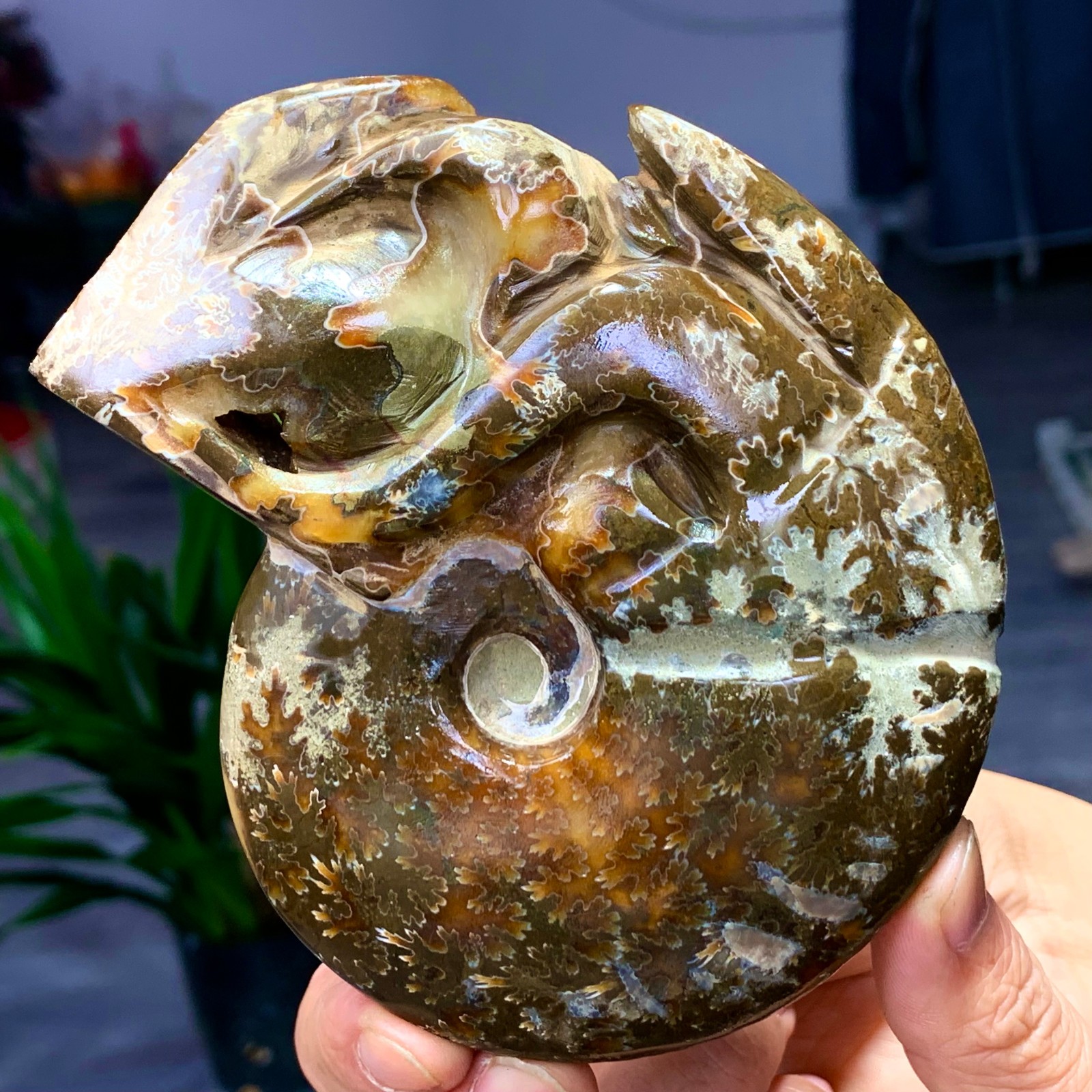 364G Rare! Natural Tentacle Ammonite Fossil Shell Healing Madagascar