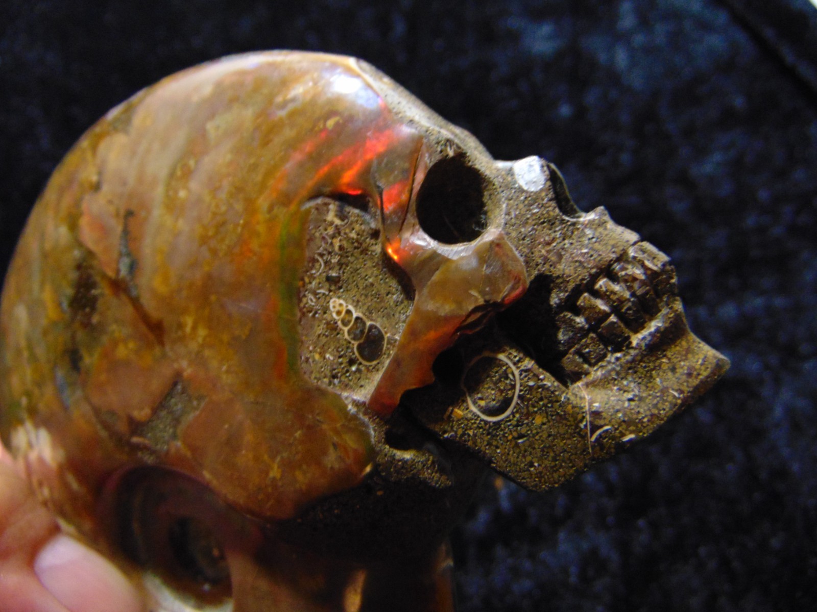 Carved Skull Ammonite from Skullis
