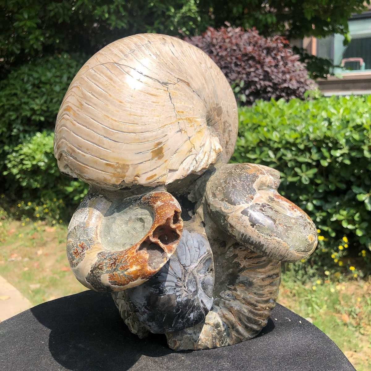 17.11LB Natural Beautiful Ammonite Fossil Conch Crystal Specimen Healing 5118