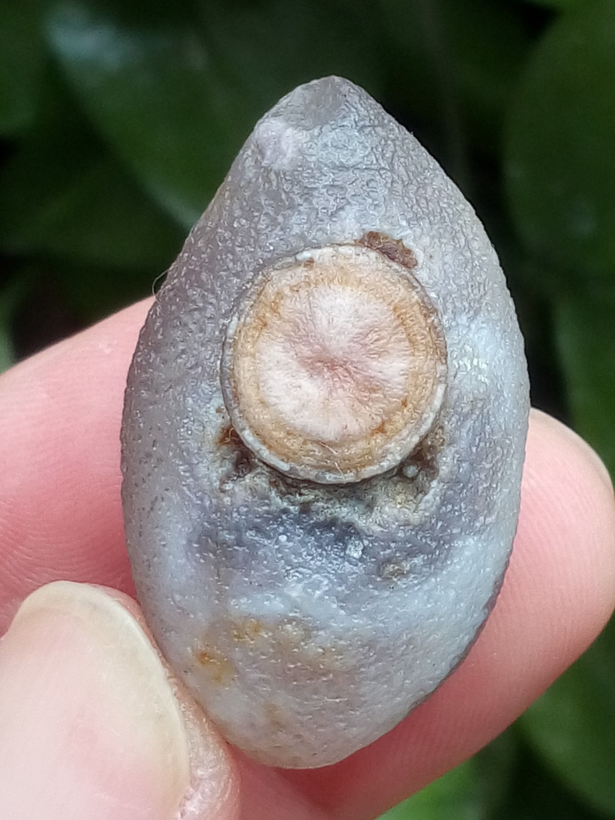 37mm Natural Gobi agate eye agate collection