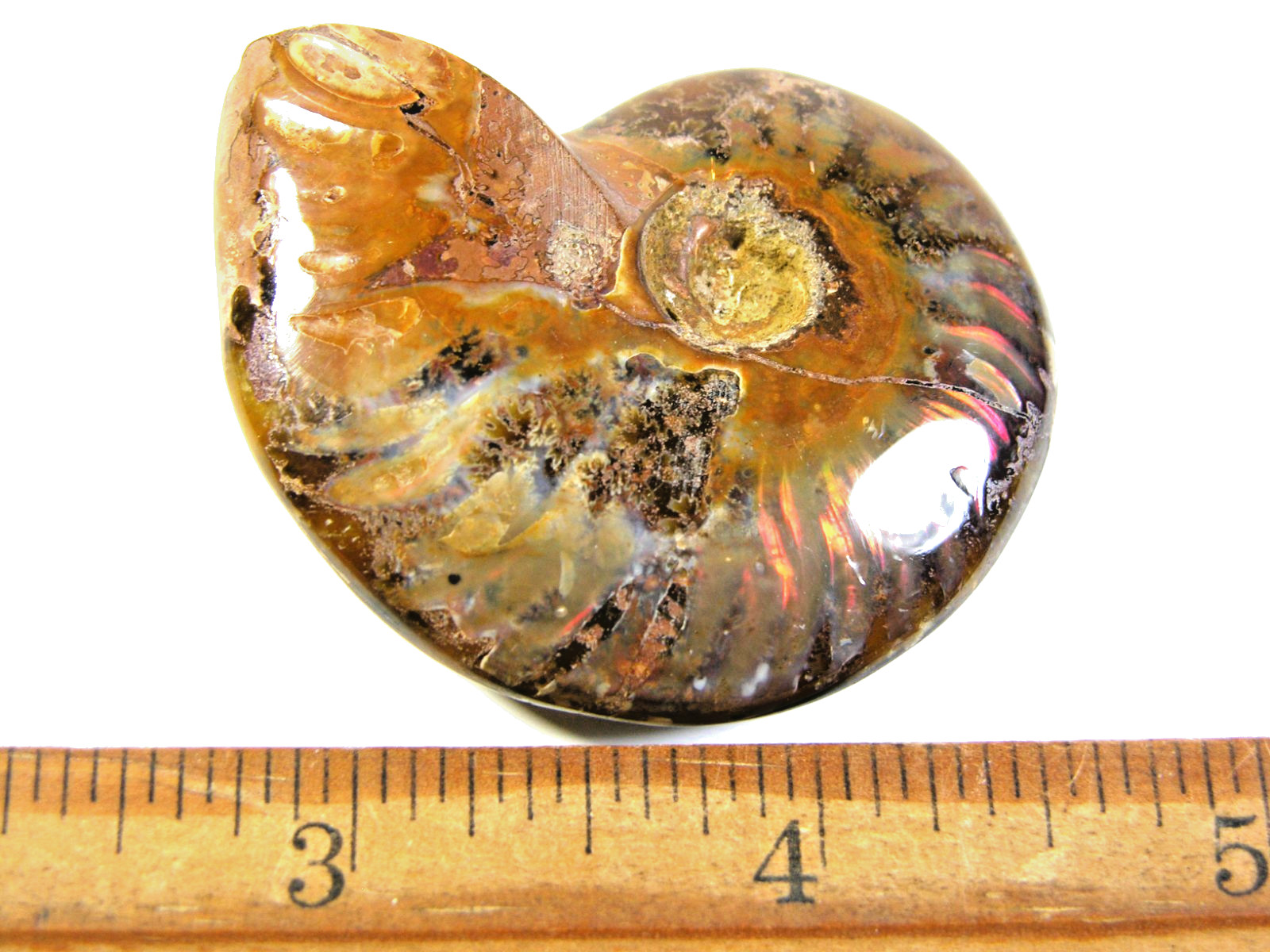 Ammonite fossil polished 2×1 1/2″ + showing suture &fire Madagascar ms59