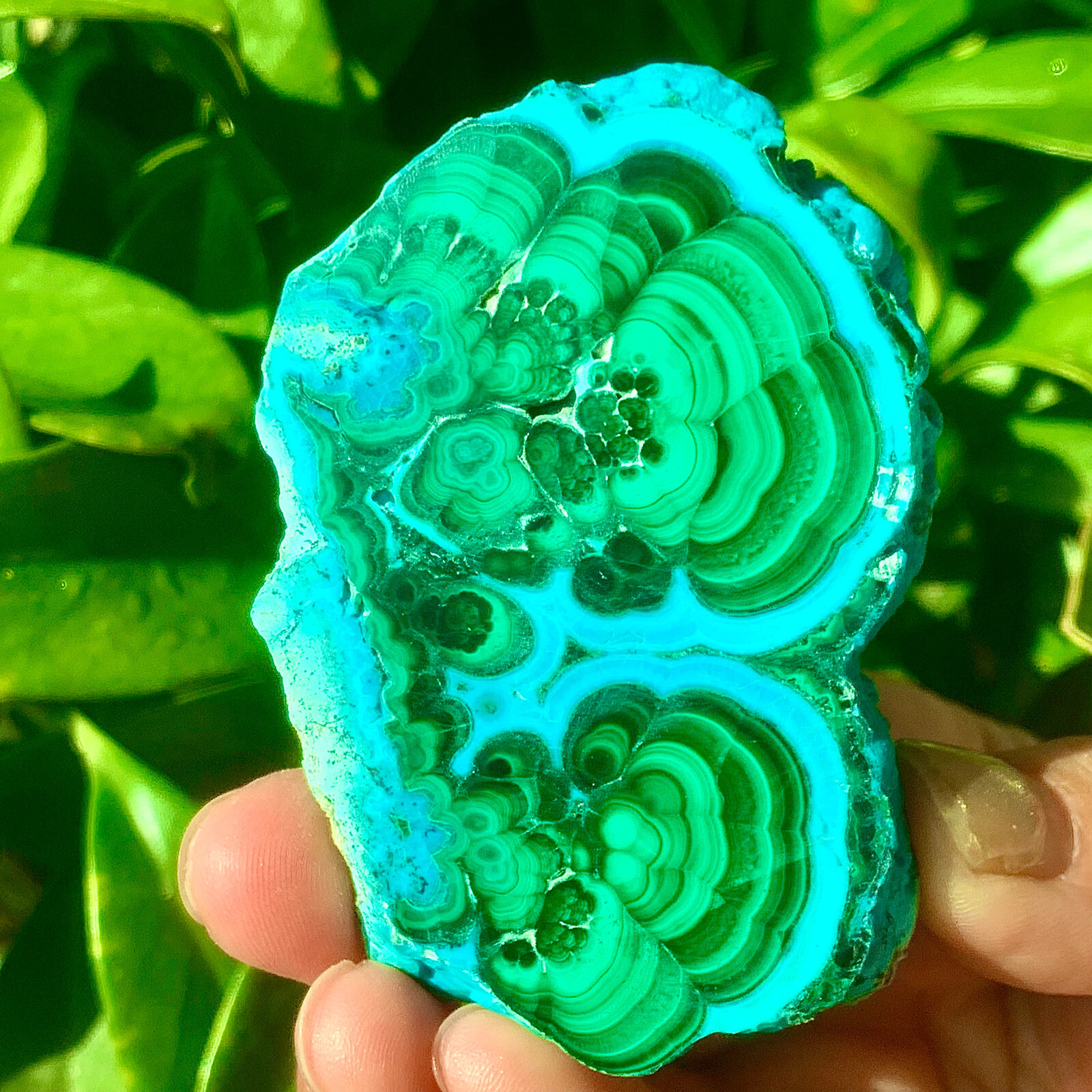 98G Natural tortoise Malachite transparent cluster rough mineral sample
