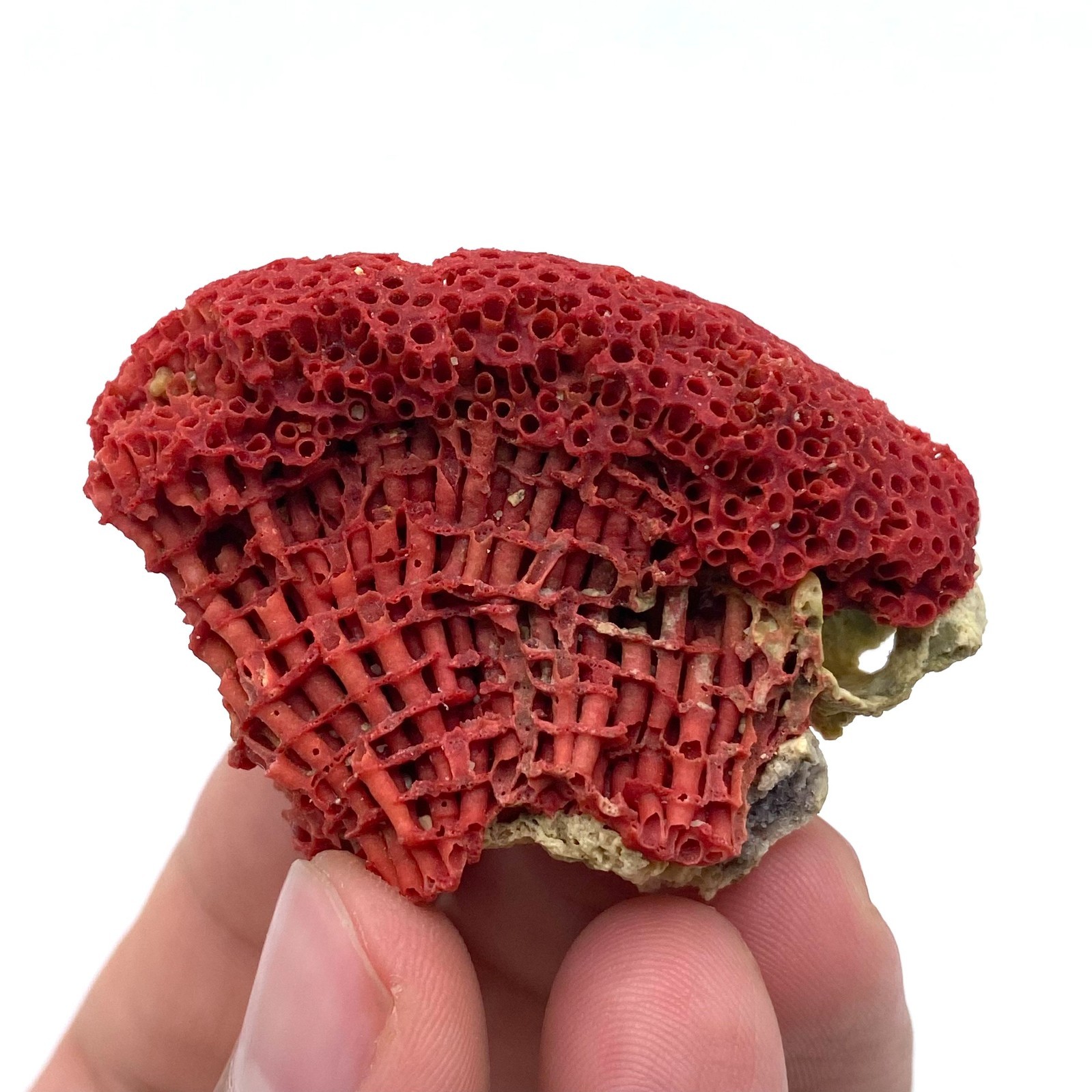 Natural Red Coral with Matrix , Mineral Specimen Collection, Italy