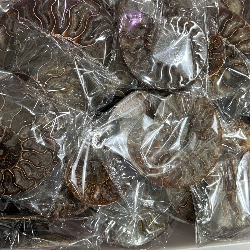 TOP Natural Ammonite Fossil Conch Crystal Specimen Healing Care A pair 200g+