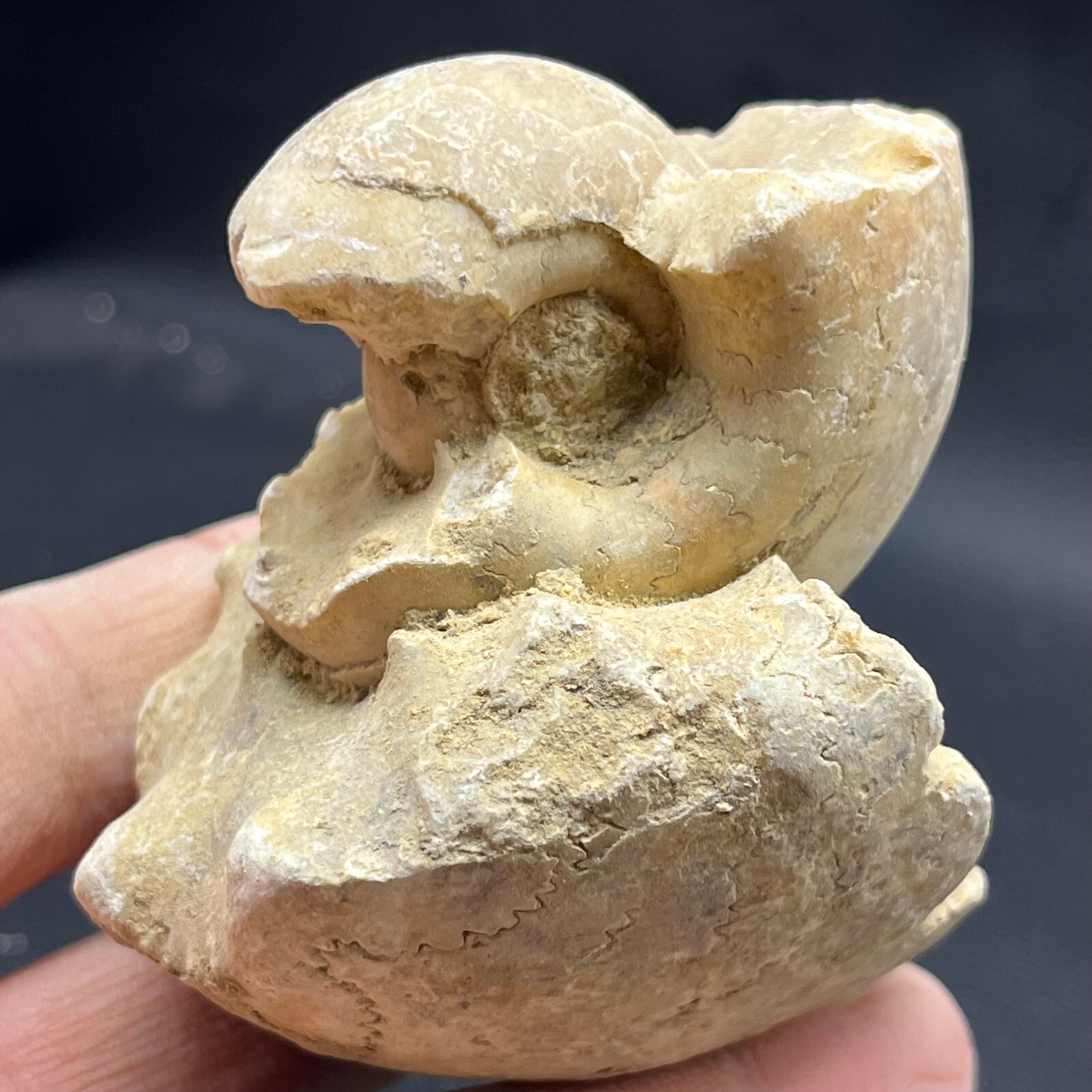 227G Natural conch specimens from Madagascar Rough without any treatment V18