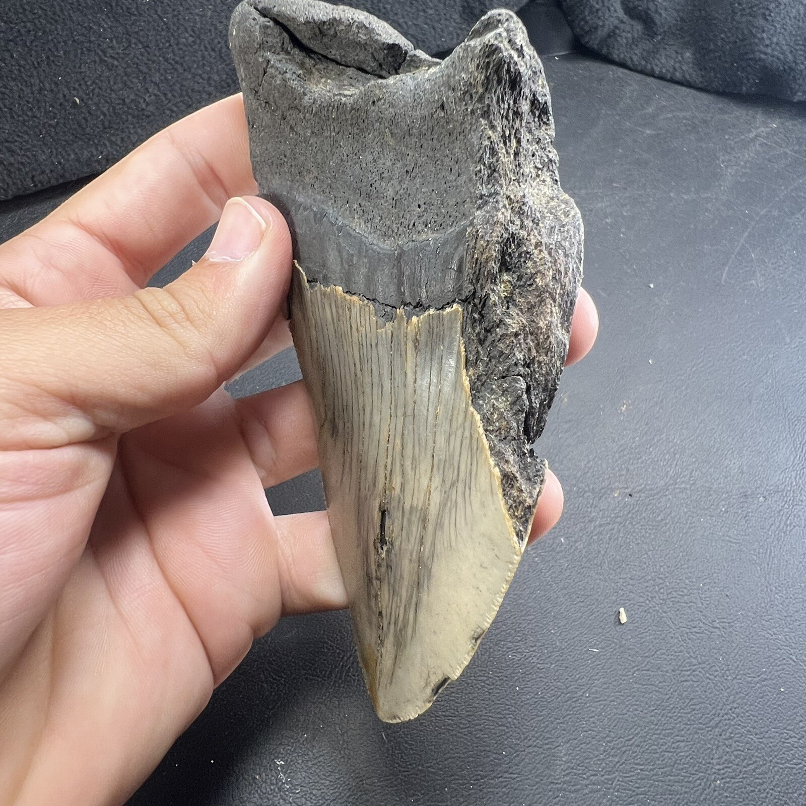 Megalodon Shark Tooth Fossil  North Carolina Coast Megaladon Megladon Meglodon