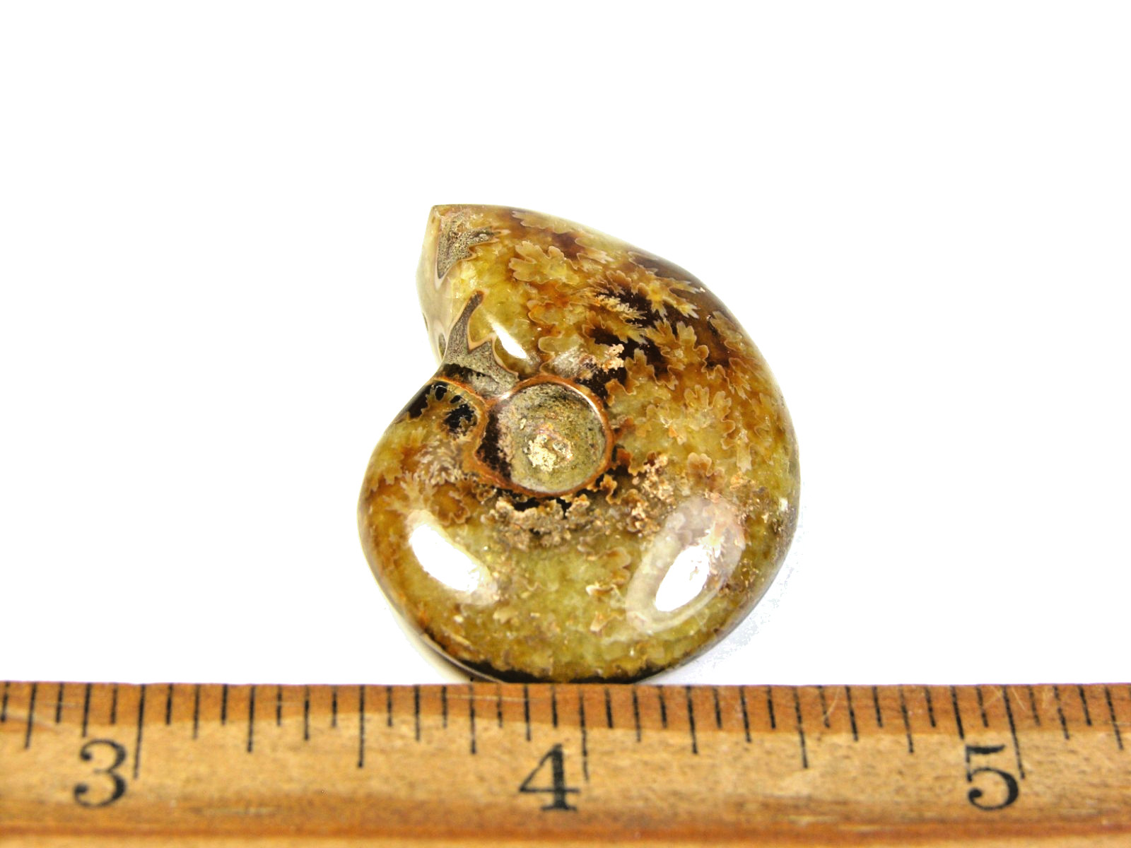 Ammonite fossil polished 1 1/2″ + showing suture lines Madagascar ms5