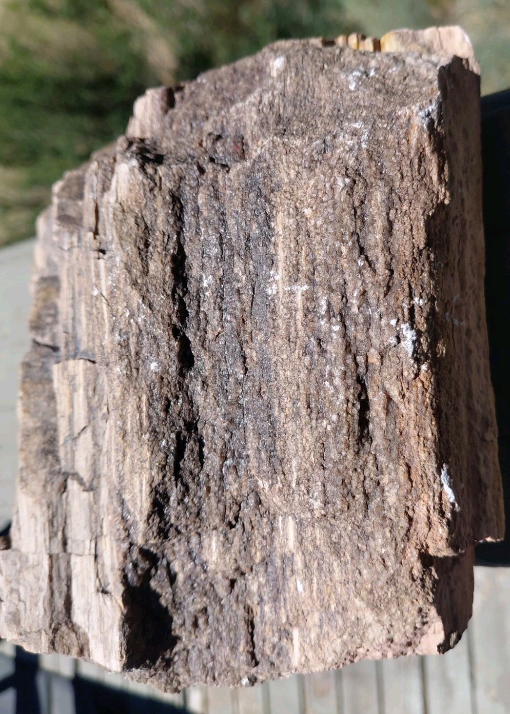 Petrified Wood Trunk/Stump Quartz Replaced Bark 5 1/4Lb Grain Henry Mountains UT