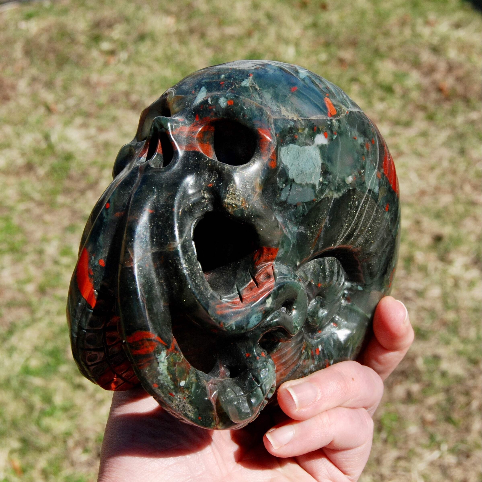 6in 4.2LB HUGE African Bloodstone Crystal Nautilus Octopus Skull