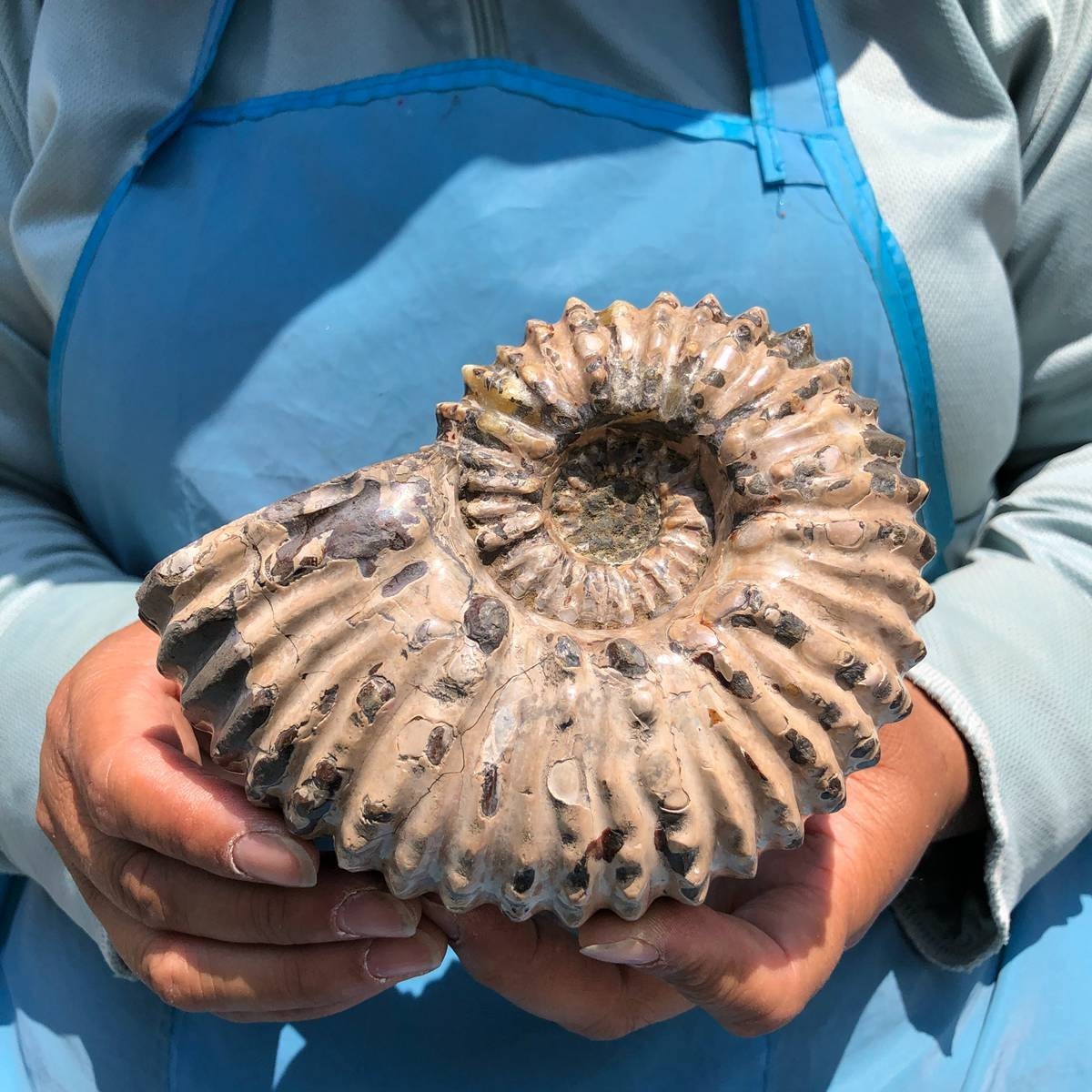 7.15LB 3pc Rare! Natural Tentacle Ammonite Specimen Healing Madagascar