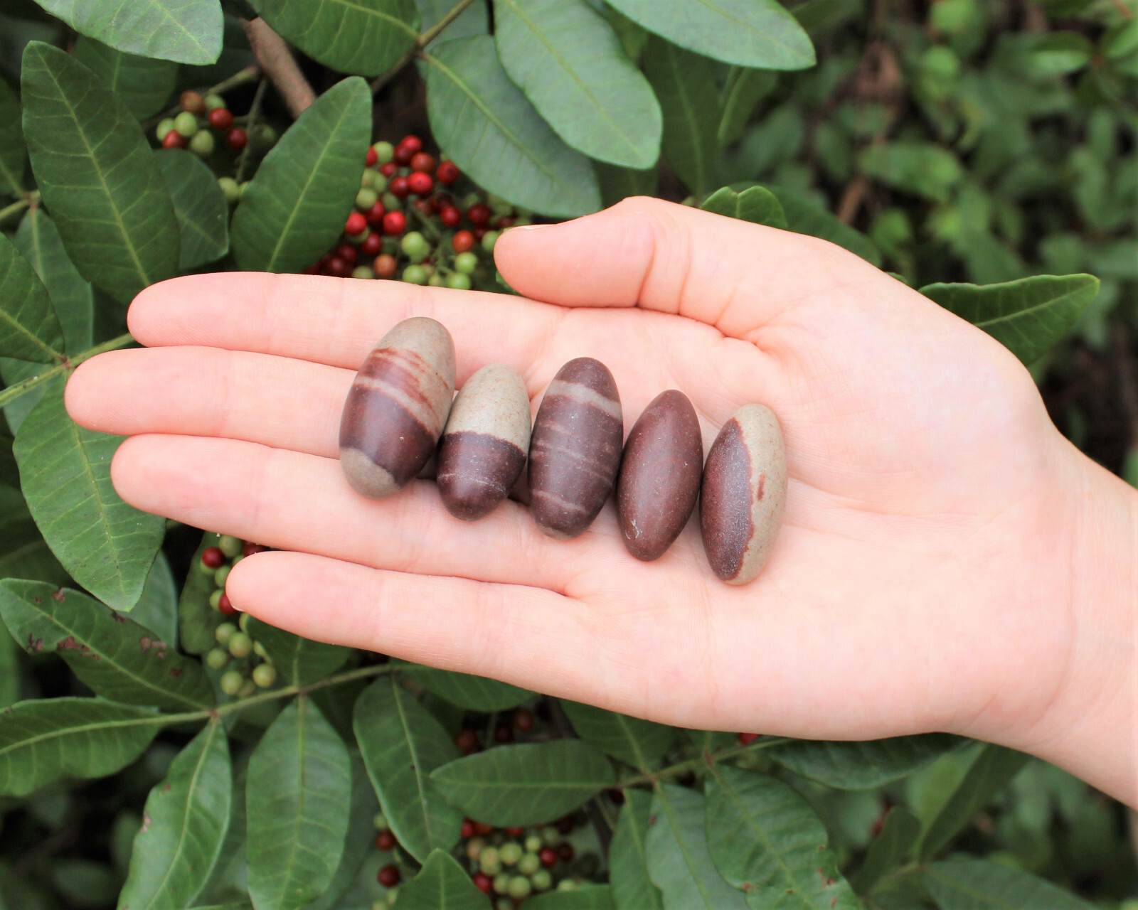 Lot of 10 Shiva Lingam Stones Small 1-1.25″ (Shiva Lingham Narmada River India)