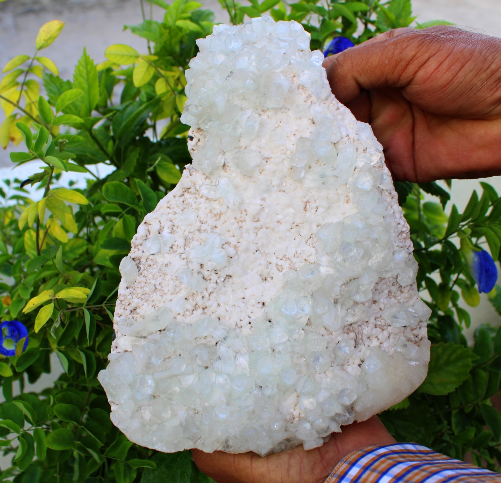 Green Apophyllite Crystals Format On Matrix Minerals Specimen