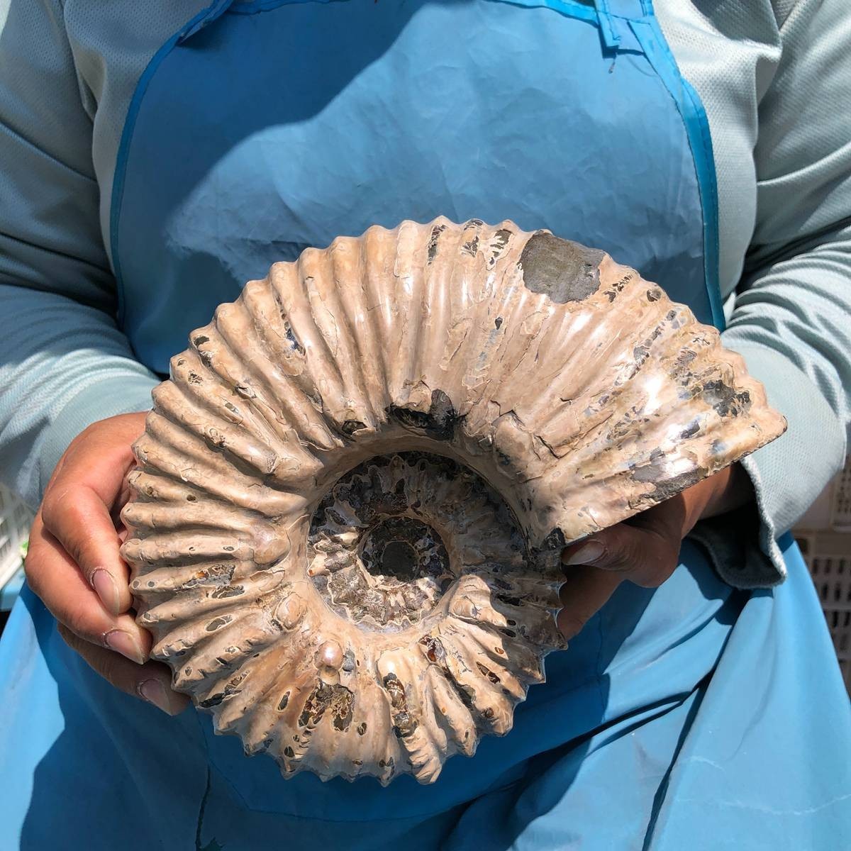 7.63LB Natural Beautiful Ammonite Fossil Conch Crystal Specimen Healing 5391