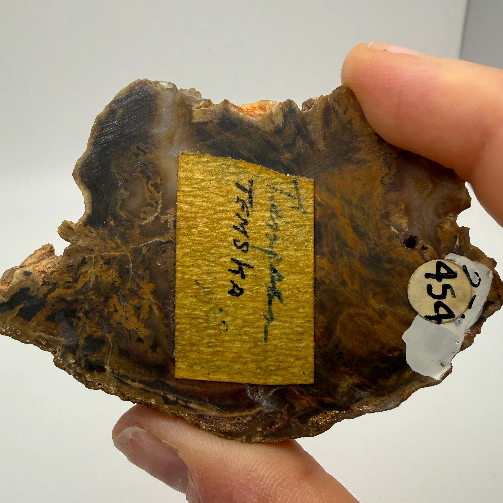 Petrified Wood (identified as Tempskya)- South Dakota