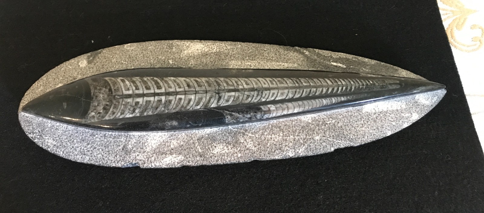 Excellent Specimen – Fossilized Fish – Suitable for Wall Hanging