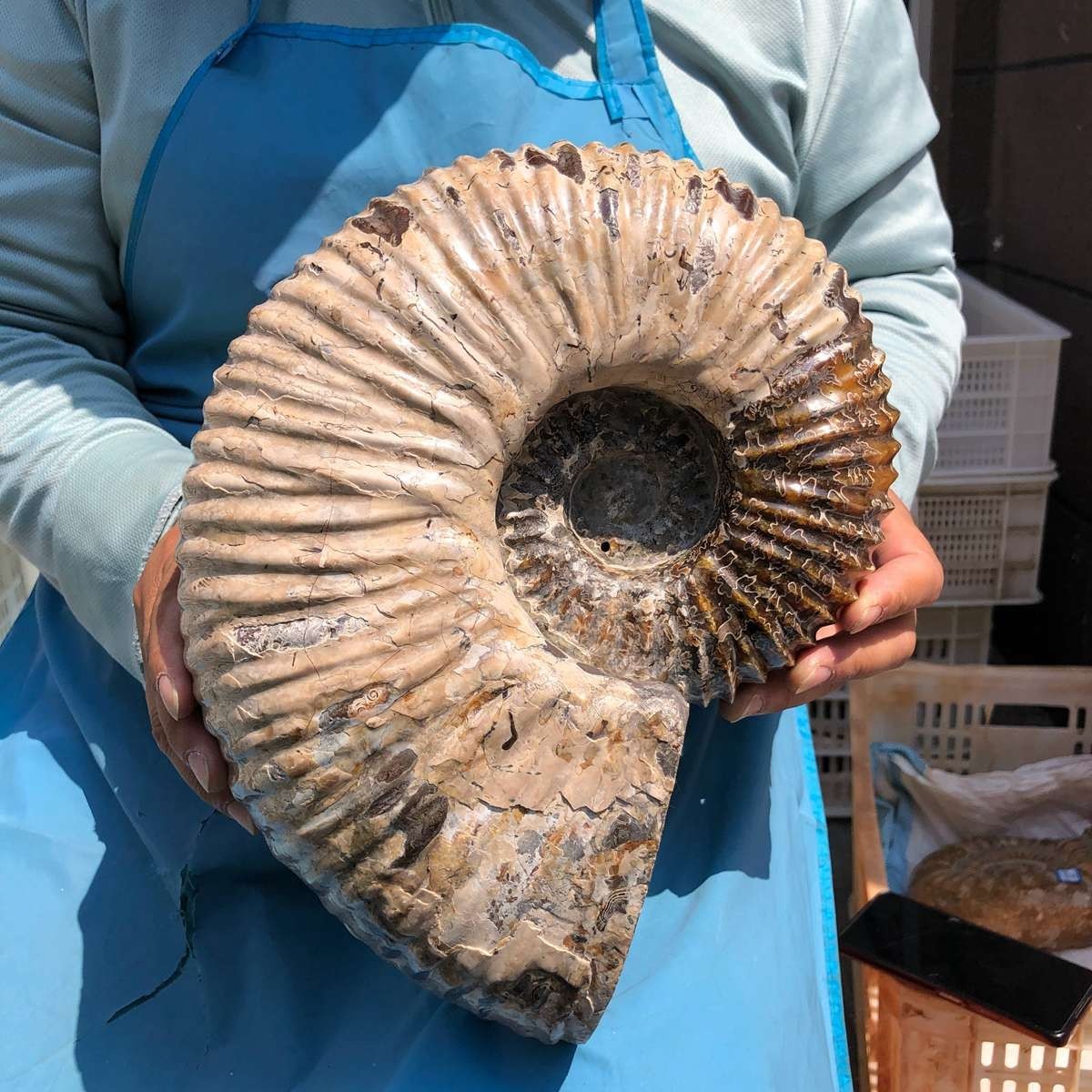 17.75LB Natural Beautiful Ammonite Fossil Conch Crystal Specimen Healing 5386