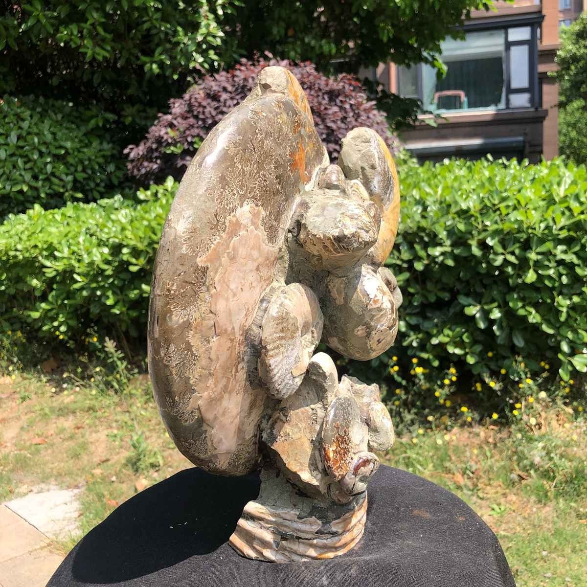 18.15LB Natural Beautiful Ammonite Fossil Conch Crystal Specimen Healing 5119