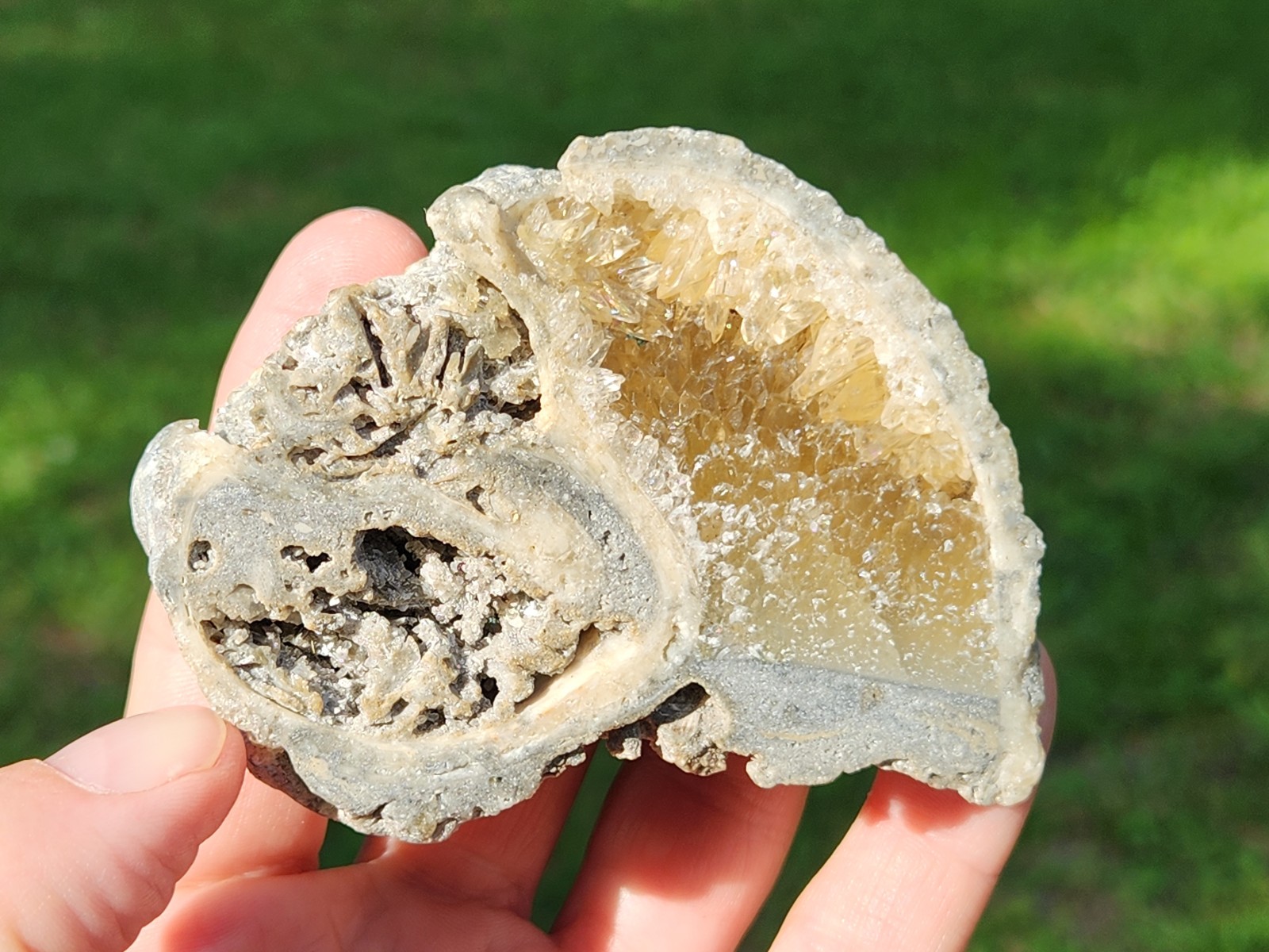 Calcite Crystal WHELK Shell Fossil Rucks Pit Florida dogtooth UV CUT POLISHED