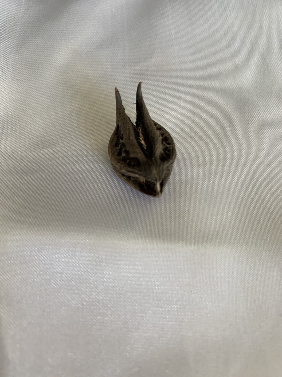 bat’s head root – 3 pieces