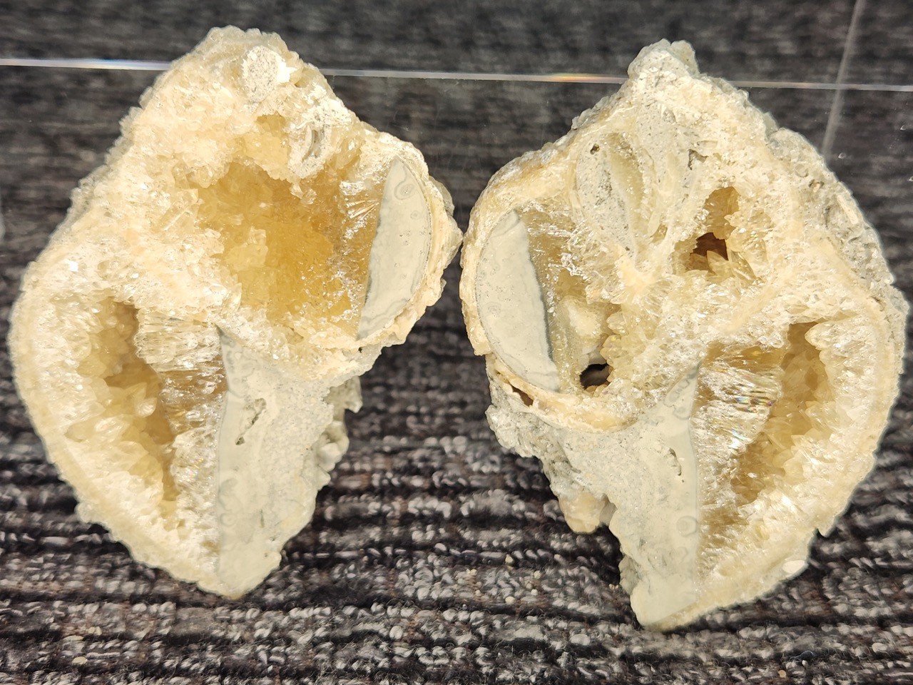 FULL Calcite CRYSTAL WHELK Shell Fossil Rucks Pit Florida dogtooth CUT POLISHED