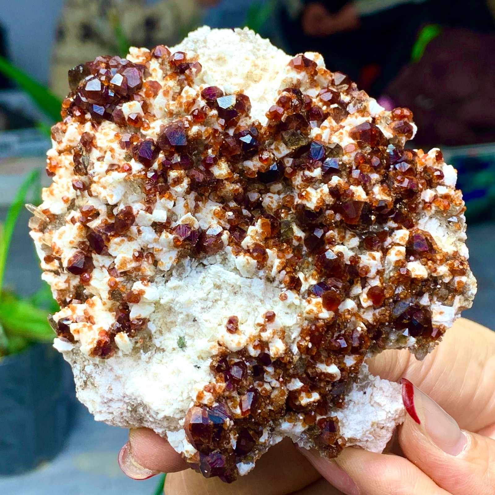 205G Natural Garnet with rock Gorgeous rough raw Crystal Mineral Specimen D32