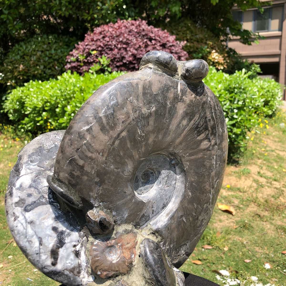 15.24LB Natural Beautiful Ammonite Fossil Conch Crystal Specimen Healing 5100