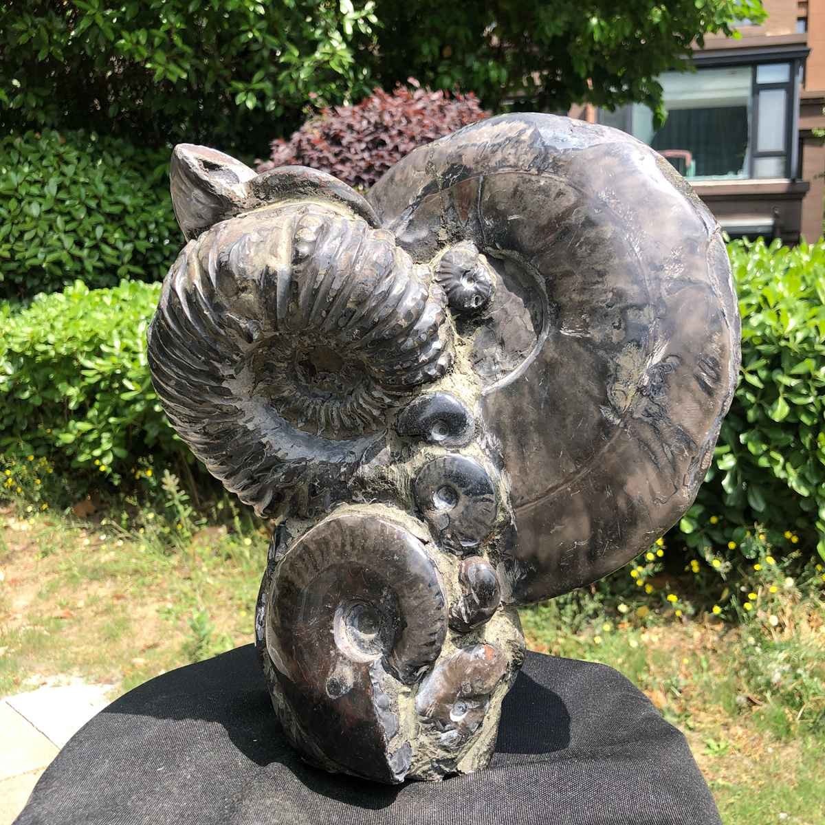 15.24LB Natural Beautiful Ammonite Fossil Conch Crystal Specimen Healing 5122