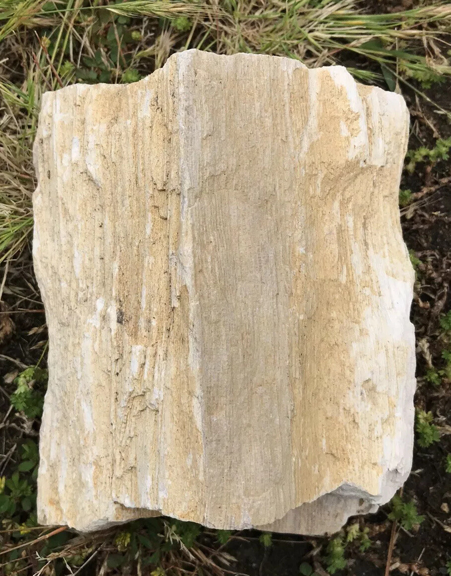 Petrified Wood 1 Pound 12 Ounces Washington State Mineral UV Reactive 1.12 Lbs