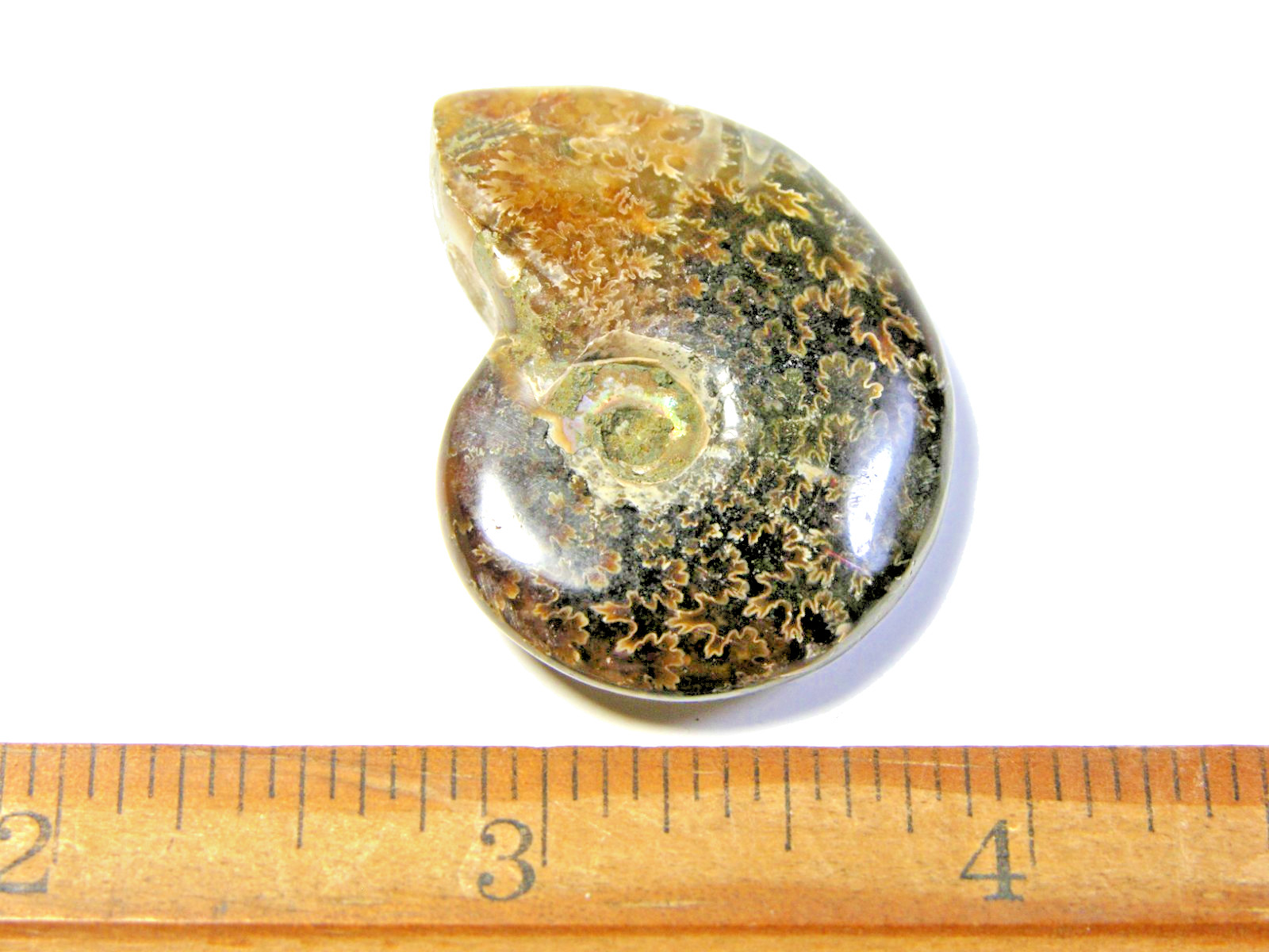Ammonite fossil polished 1 1/2″ + showing suture &fire Madagascar ms35