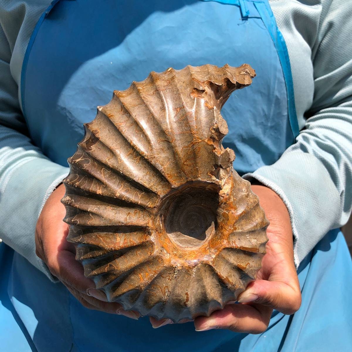 4.04LB Natural Beautiful Ammonite Fossil Conch Crystal Specimen Healing 5395