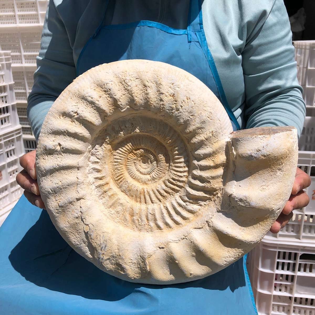 17.31LB Large Natural Beautiful Ammonite Fossil Conch Crystal Specimen Healing
