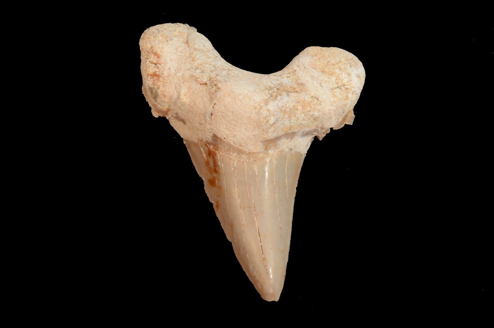 Otodus Obliquus Shark Tooth 1 1/2″ Natural Chakra Healing Polished Reiki Stone
