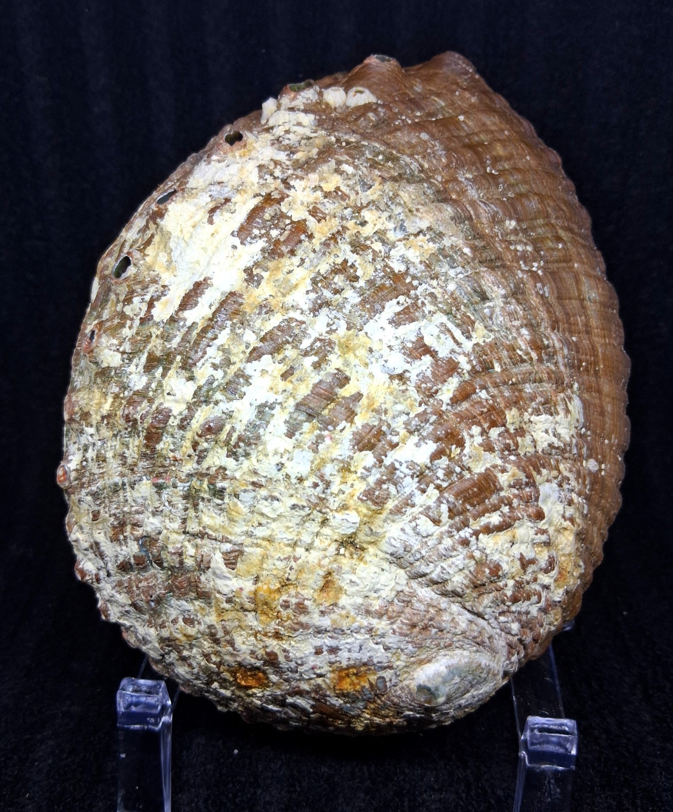 Natural Abalone Shell With Stand Large Iridescent Abalone Fossil Crystal