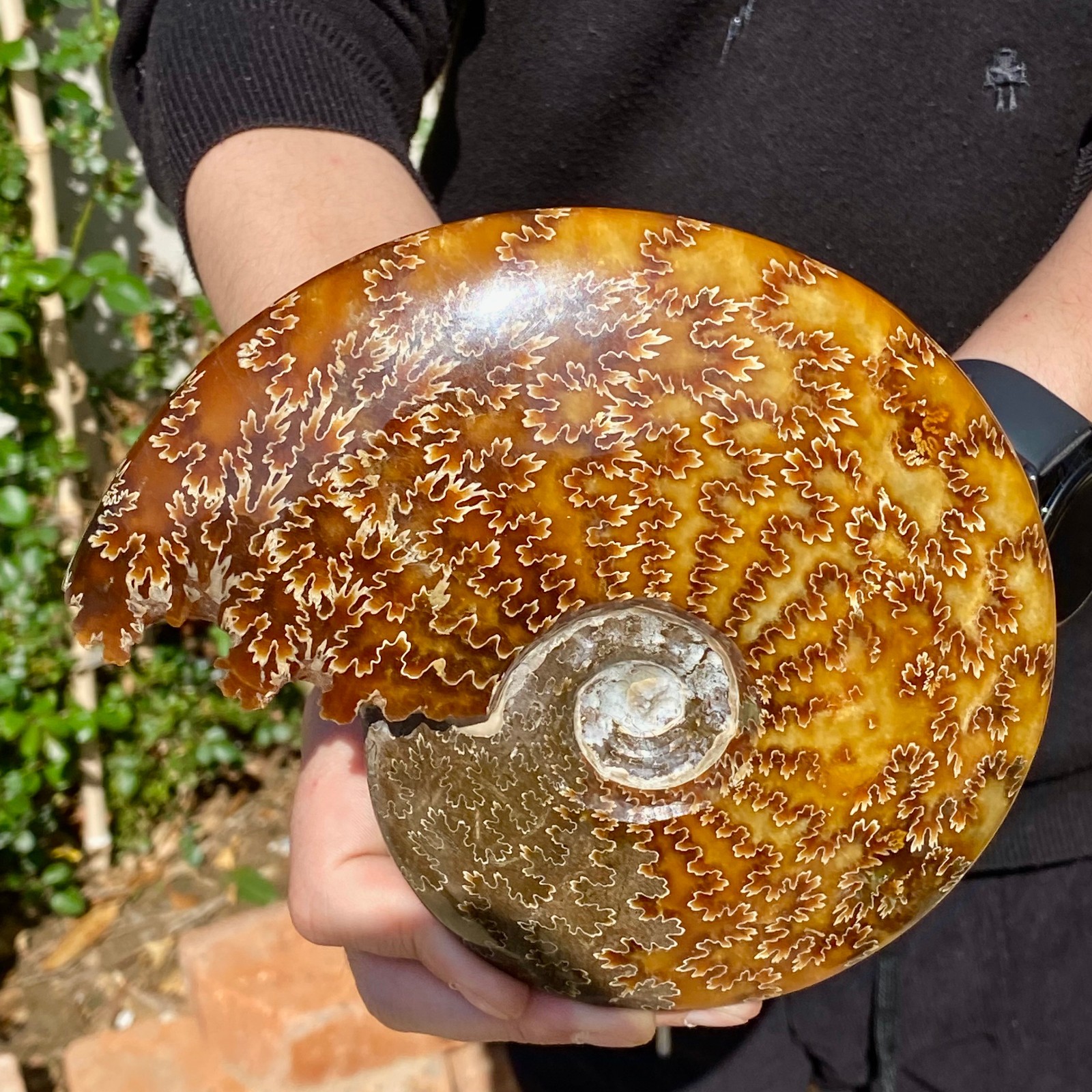 2.51LB Rare natural Natural conch fossil specimens of Madagascar