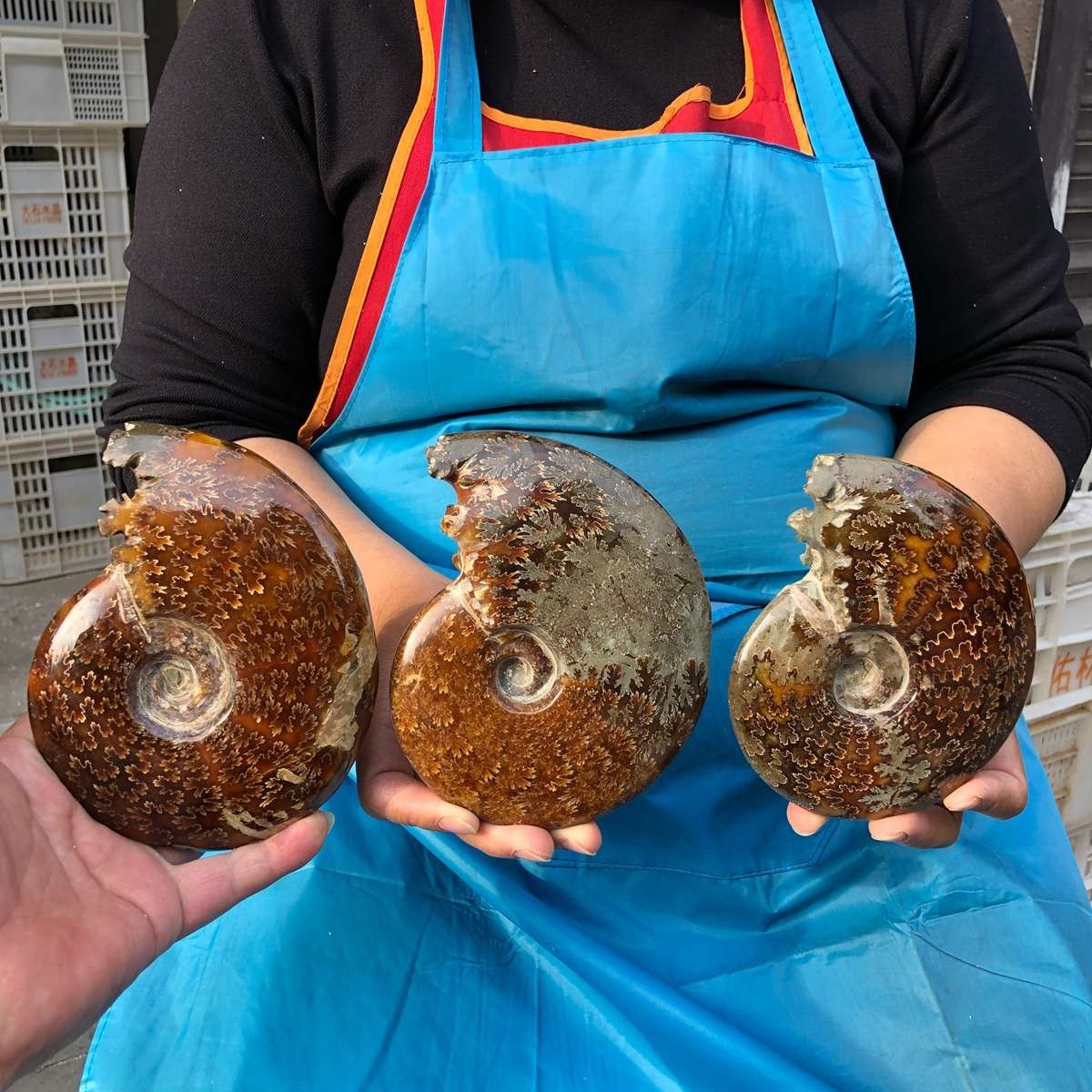 3pcs 4.09LB Natural Beautiful Ammonite Fossil Conch Crystal Specimen Healing